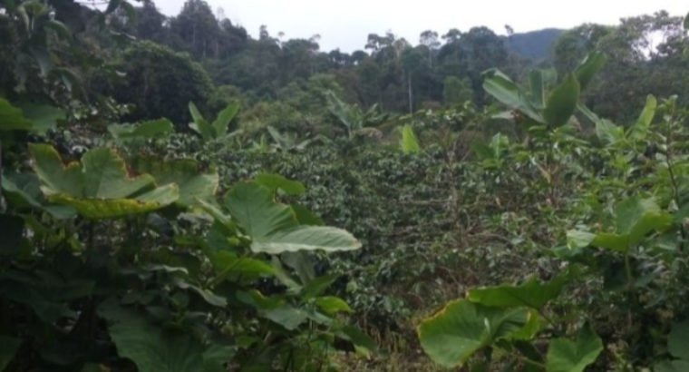 Finca Cafereta en Viota Cundinamarca