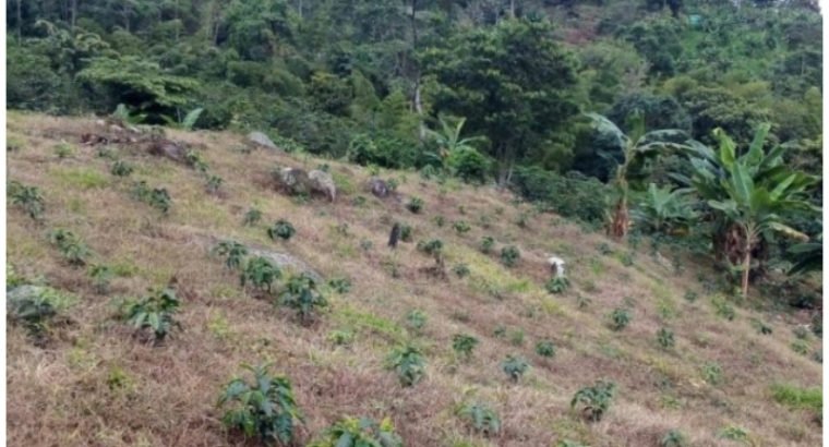 Finca Cafereta en Viota Cundinamarca