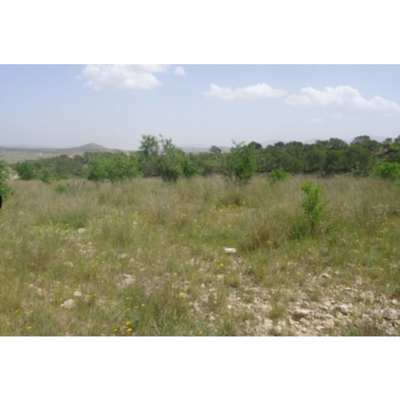 PARCELA EN YECLA 31. 700 M2