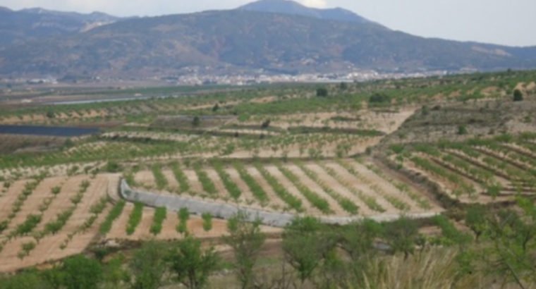 PARCELA EDIFICABLE EN YECLA 32. 949 M2