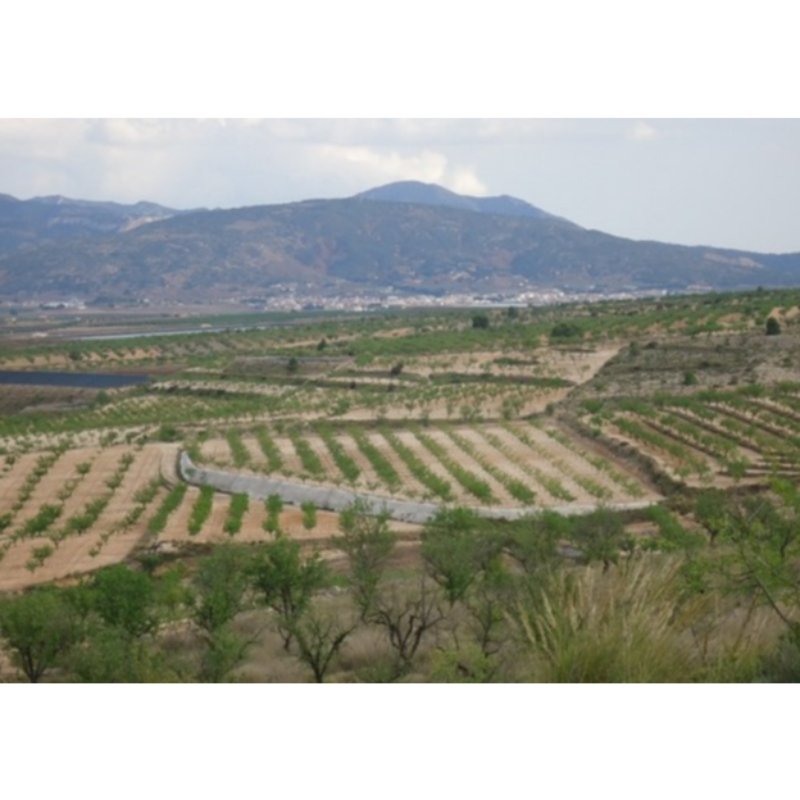 PARCELA EDIFICABLE EN YECLA 32. 949 M2