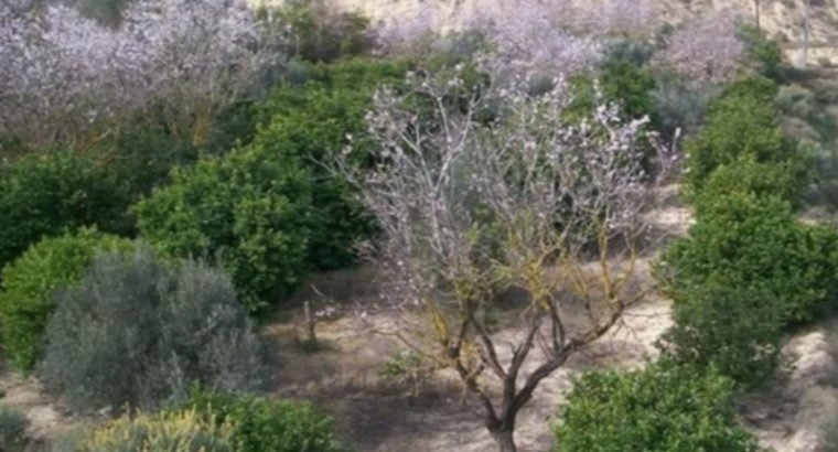 FINCA MURCIA PUERTO GARRUCHAL