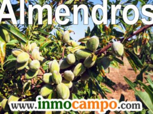 VENTA FINCA DE ALMENDROS