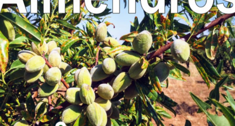 VENTA FINCA DE ALMENDROS