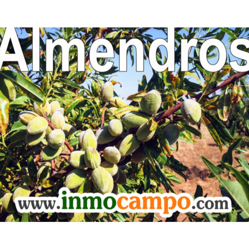 VENTA FINCA DE ALMENDROS