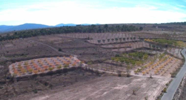 PARCELA 11. 100 M2 RASPAY (YECLA)