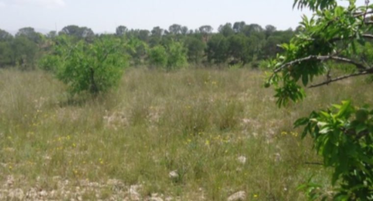 PARCELA EN YECLA 31. 700 M2
