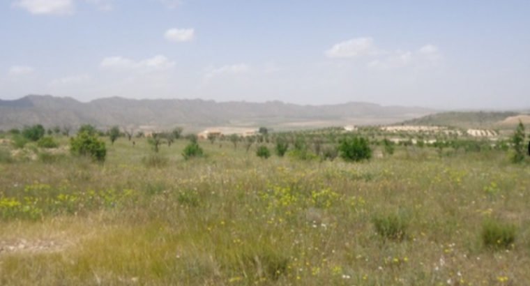 PARCELA EN YECLA 31. 700 M2