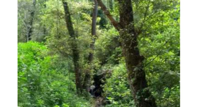 ENTRE ARENAS Y CUEVAS DEL AGUILA