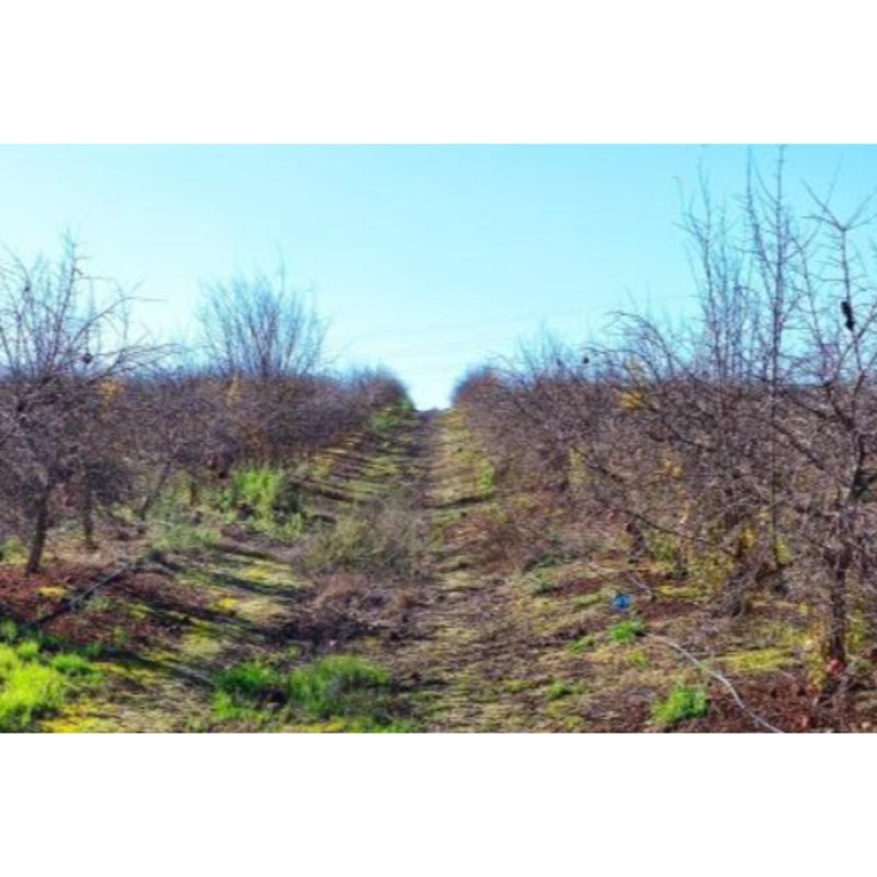 FINCA DE 8 HECT. CON POZO Y POSIB. LUZ