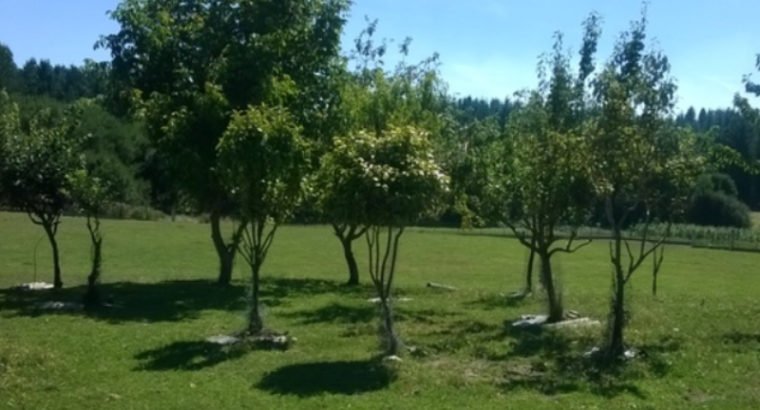CASA RURAL DE PIEDRA, ALPENDRES Y FINCA