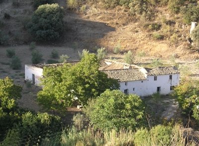 Olivar Producción Ecológica en Priego