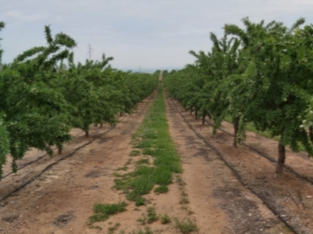 PARAGUAS ALMENDROS