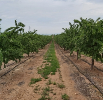 PARAGUAS ALMENDROS