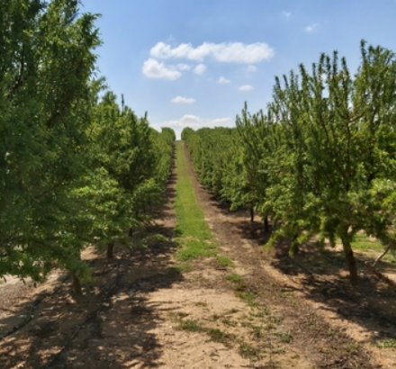 PARAGUAS ALMENDROS