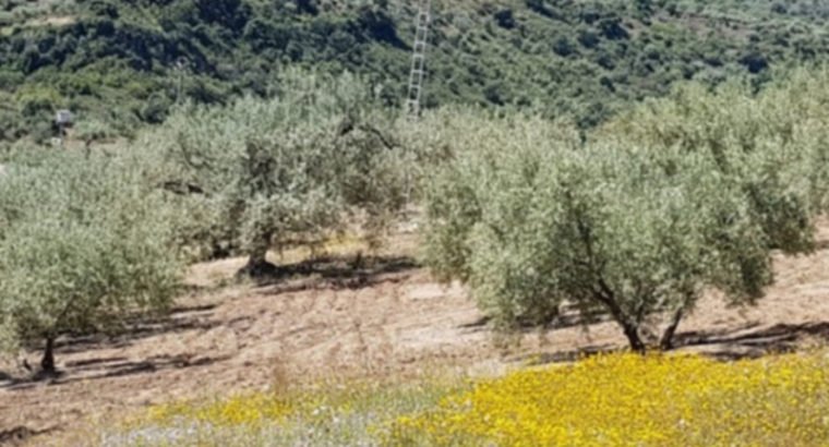 FINCA EN COMARES