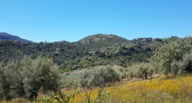 FINCA EN COMARES