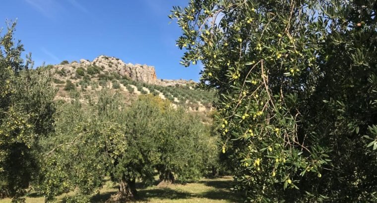 Olivar Producción Ecológica en Priego