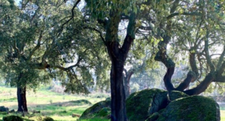 DEHESA DE ALCORNOQUES. JARAÍZ DE LA VERA