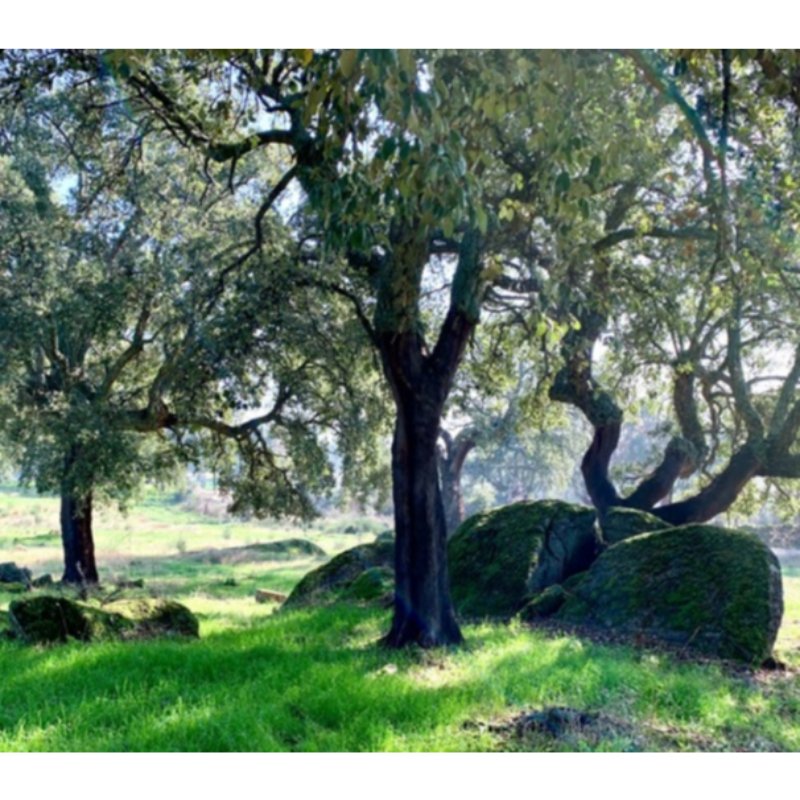 DEHESA DE ALCORNOQUES. JARAÍZ DE LA VERA