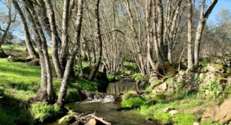 DEHESA DE ALCORNOQUES. JARAÍZ DE LA VERA
