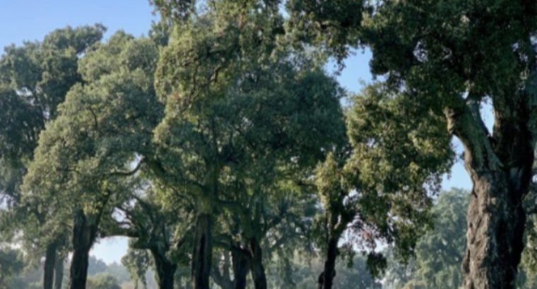 DEHESA DE ALCORNOQUES. JARAÍZ DE LA VERA