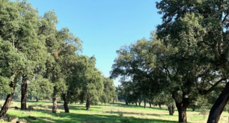 DEHESA DE ALCORNOQUES. JARAÍZ DE LA VERA