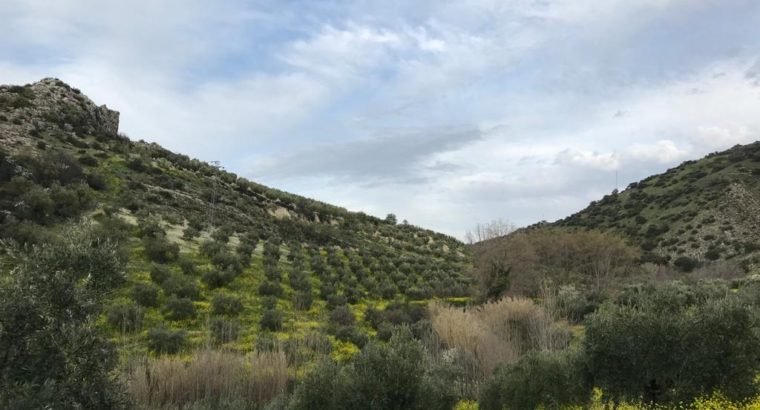 Olivar Producción Ecológica en Priego