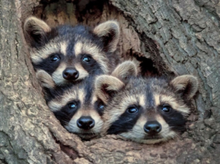 GUARDES DE ANIMALES DE FINCA