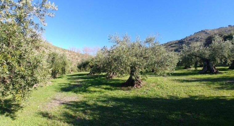 Olivar Producción Ecológica en Priego