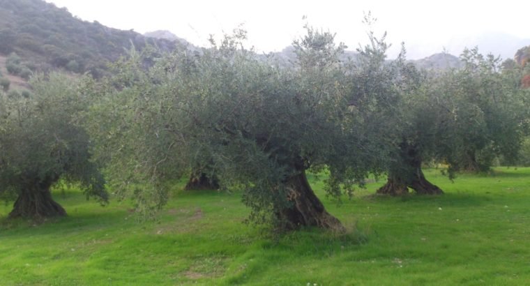 Olivar Producción Ecológica en Priego