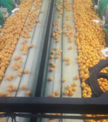 Se vende vende naranjas y frutas de marruecos