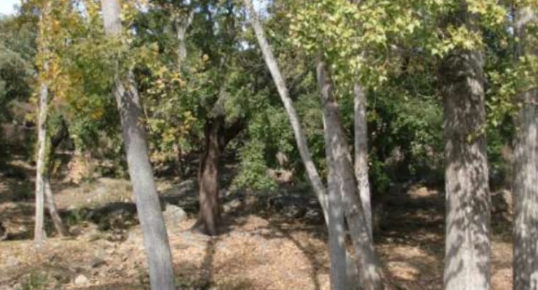 CORTIJO GRANDE, MUCHAS POSIBILIDADES