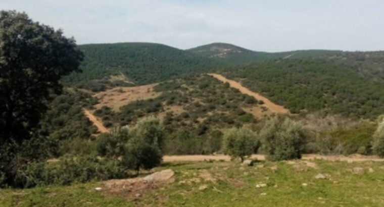 VIVIENDA RURAL EN SIERRA MORENA