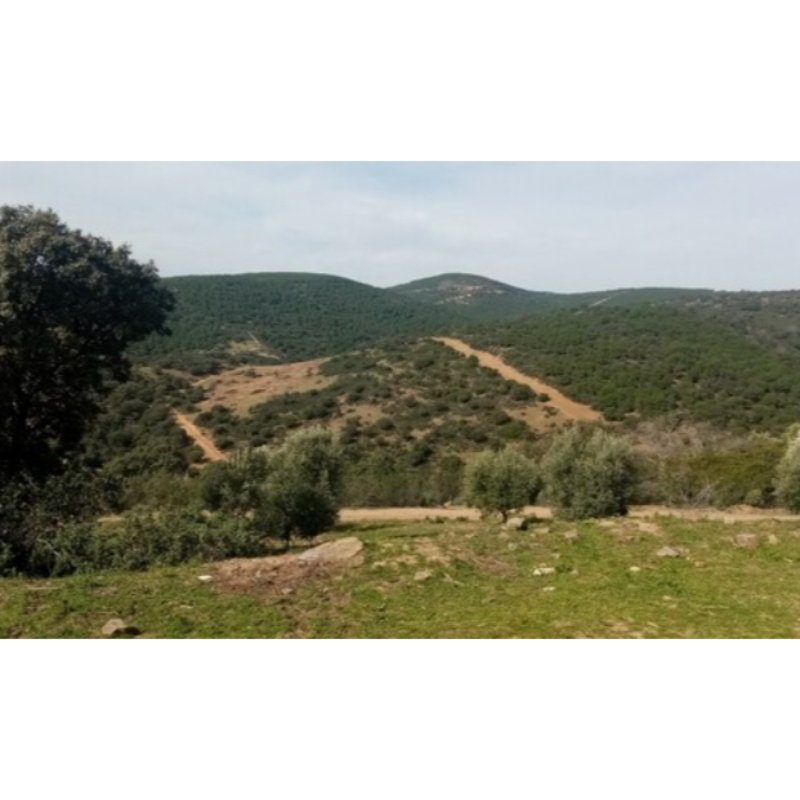 VIVIENDA RURAL EN SIERRA MORENA