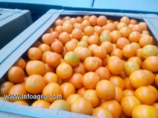 Se vende vende naranjas y frutas de marruecos