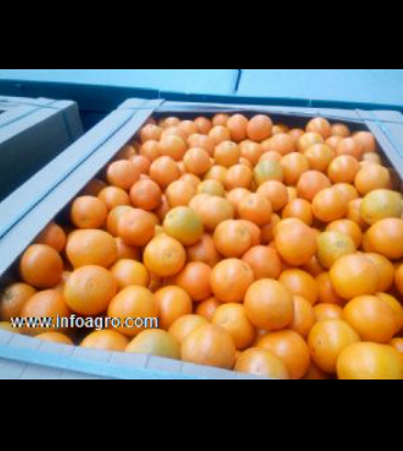 Se vende vende naranjas y frutas de marruecos