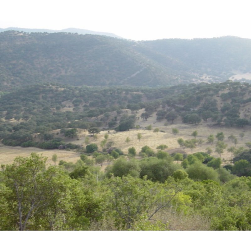 CORTIJO EL TÍTULO