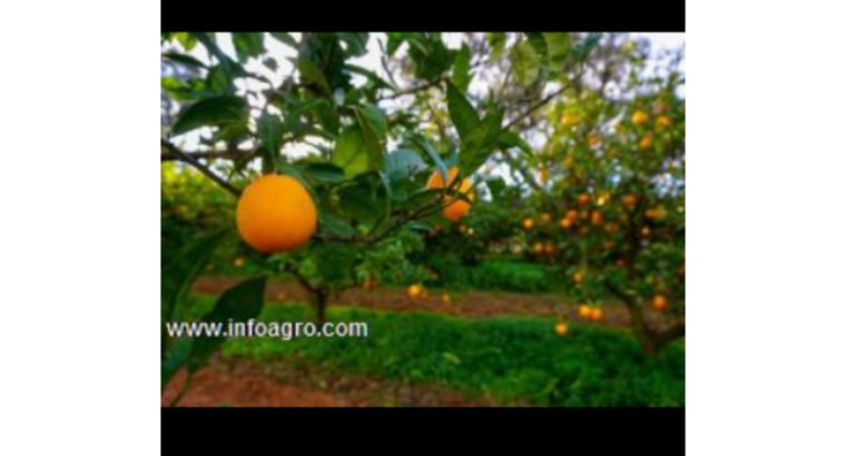 Se vende venta de naranjas ecológicas al por mayor