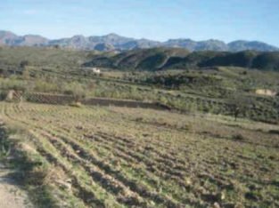 PARCELA PARA CORTIJO, OCIO, PLANTACIONES