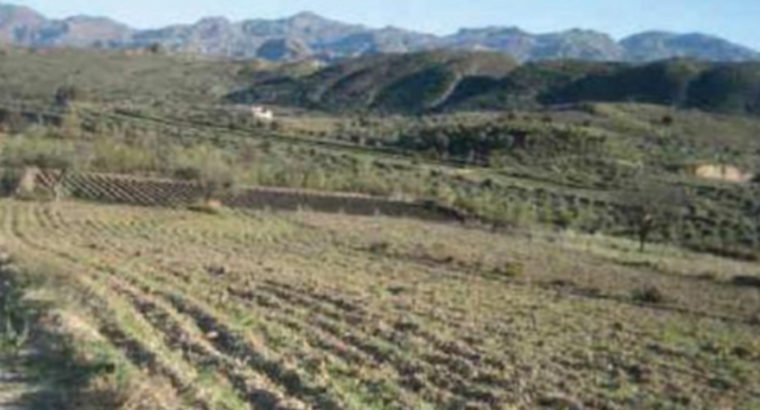 PARCELA PARA CORTIJO, OCIO, PLANTACIONES