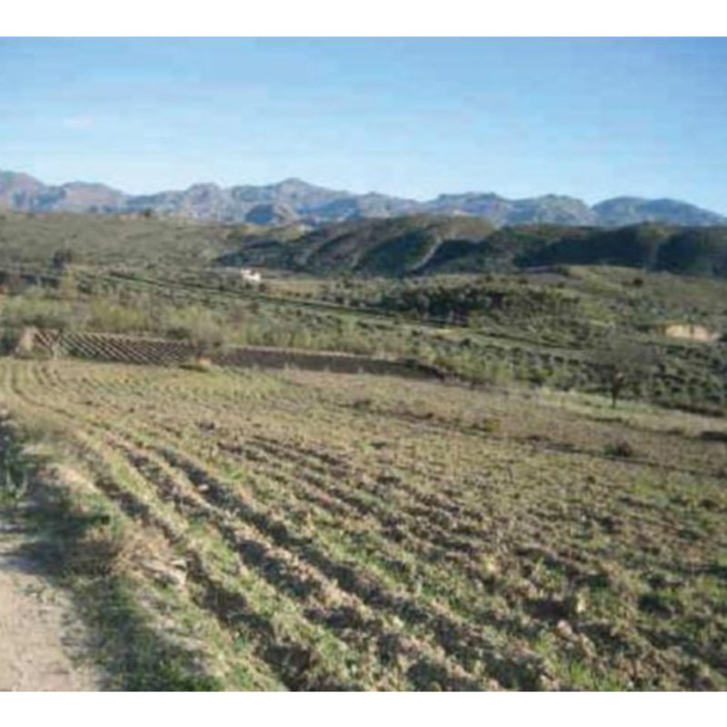 PARCELA PARA CORTIJO, OCIO, PLANTACIONES