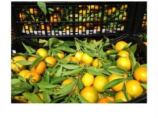 Se vende naranja c. valenciana al pormayor