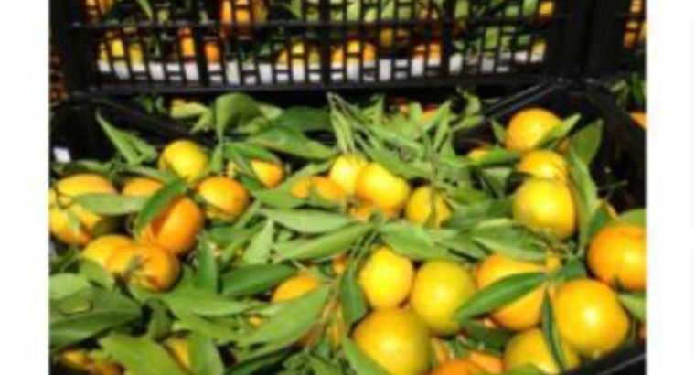 Se vende naranja c. valenciana al pormayor