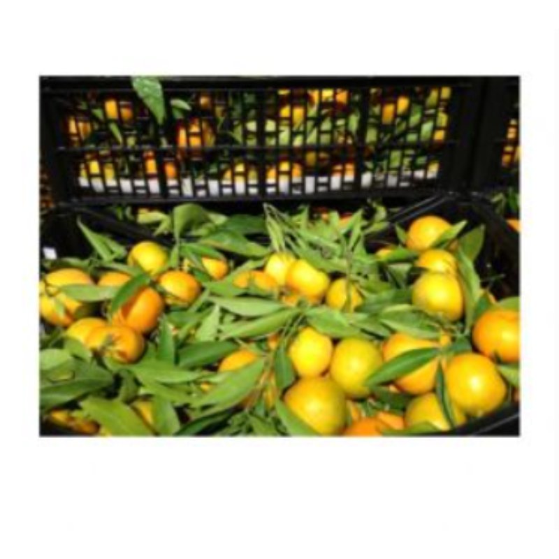 Se vende naranja c. valenciana al pormayor