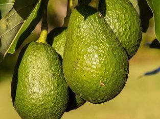 ALMUÑÉCAR – FINCA AGUACATES EN PRODUCCIÓN