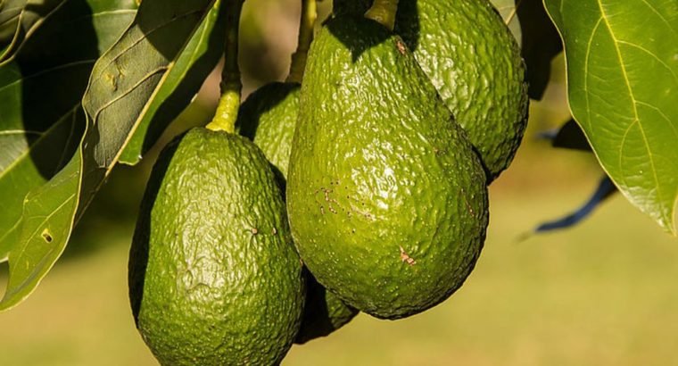 ALMUÑÉCAR – FINCA AGUACATES EN PRODUCCIÓN