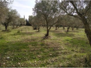 SE VENDE FINCA CON POZO PROPIO Y LUZ