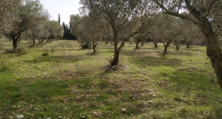 SE VENDE FINCA CON POZO PROPIO Y LUZ