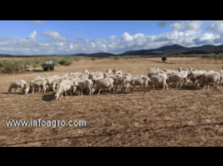 Se vende ovejas por jubilación